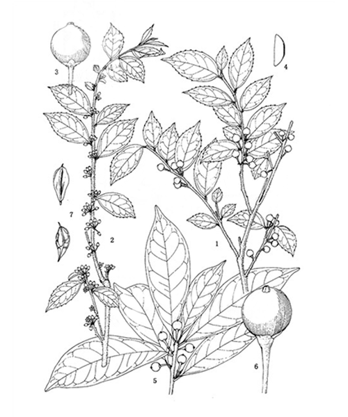 Natural compounds from  Ilex pubescens